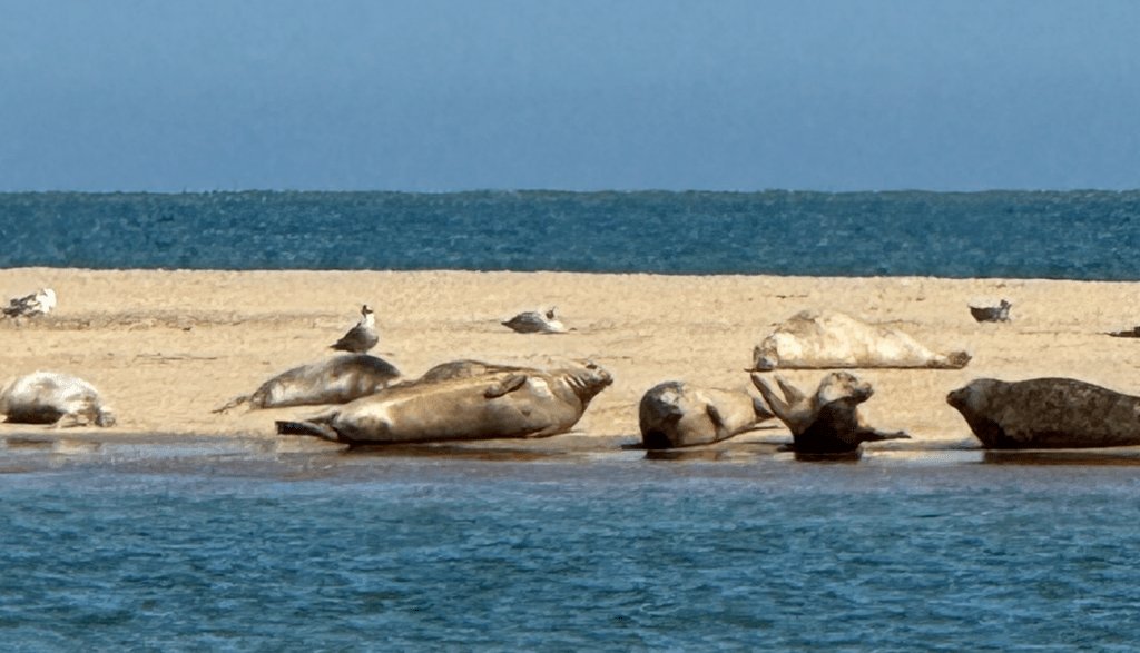 Scroby Sands Seal Watching in Norfolk